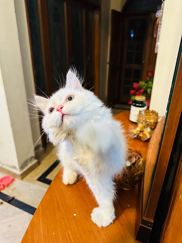 Persian furry kitten 2