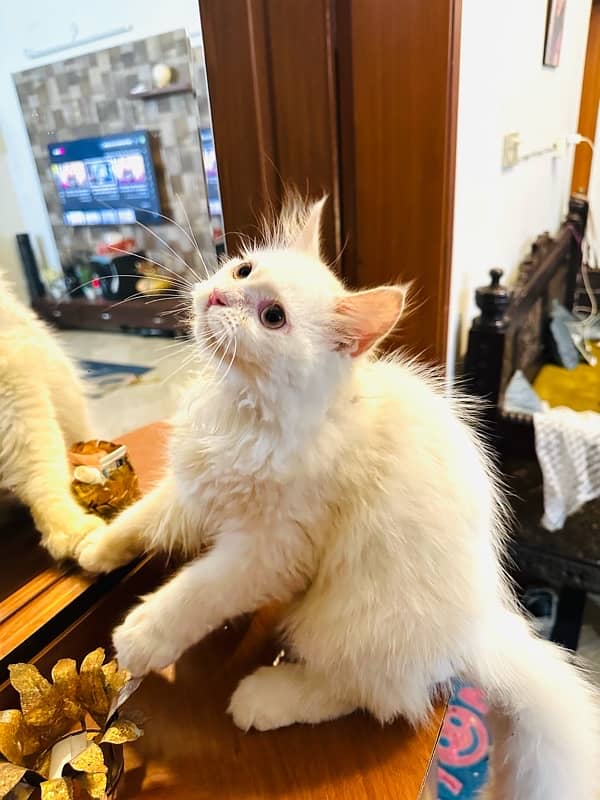 Persian furry kitten 3