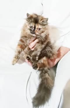 PERSIAN kitten TRIPPLE coated for sale