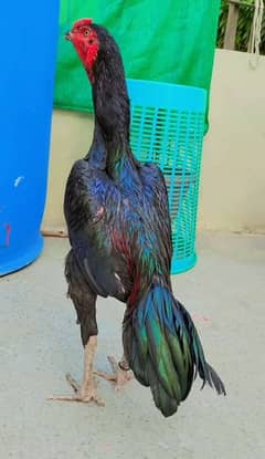 Indian Aseel Male Breeder Murga high quality