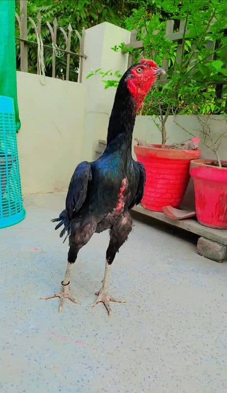 Indian Aseel Male Breeder Murga high quality 1