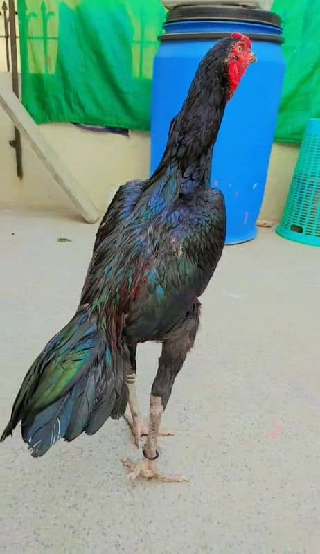 Indian Aseel Male Breeder Murga high quality 2