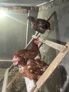 lohman brown   hens available for sale