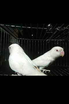 Creamino Love Birds . Albinio Red Eye. AlbinoBlackEyeSplit03356245307