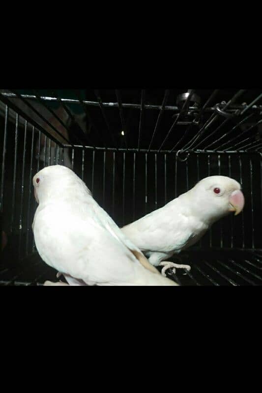 Creamino Love Birds . Albinio Red Eye. AlbinoBlackEyeSplit03356245307 0