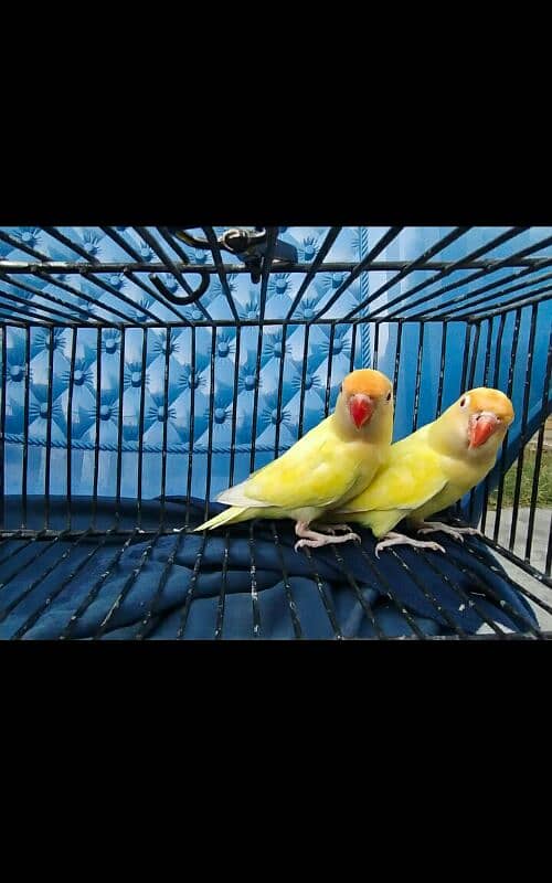 Creamino Love Birds . Albinio Red Eye. AlbinoBlackEyeSplit03356245307 1