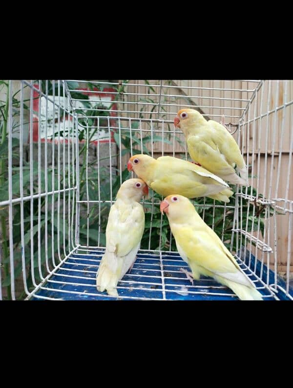 Creamino Love Birds . Albinio Red Eye. AlbinoBlackEyeSplit03356245307 2