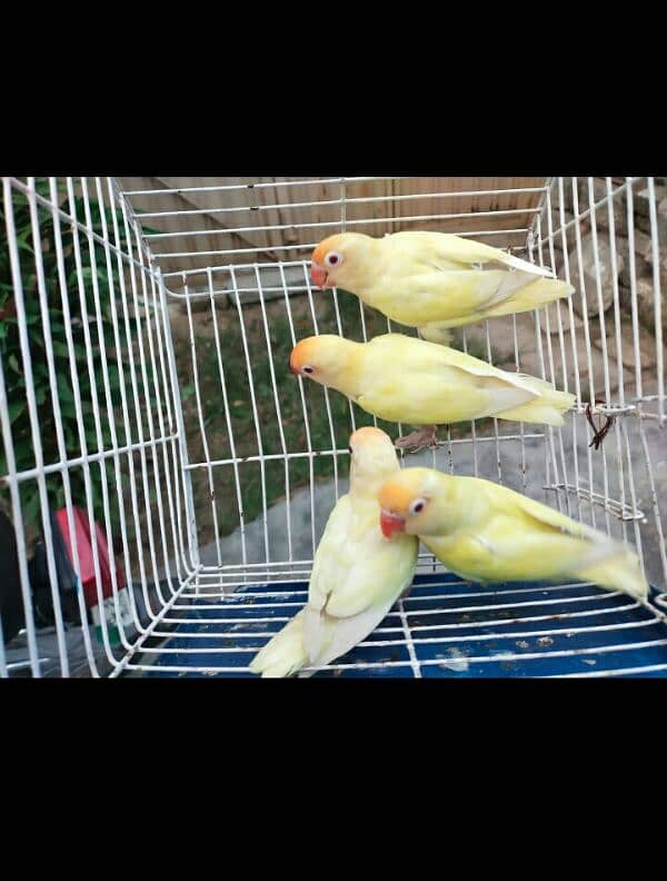 Creamino Love Birds . Albinio Red Eye. AlbinoBlackEyeSplit03356245307 3