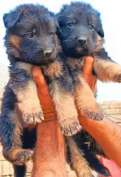 gsd long coat puppies available forsalecontact on WhatsApp 03105395891