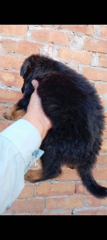 gsd long coat puppies available forsalecontact on WhatsApp 03105395891 1