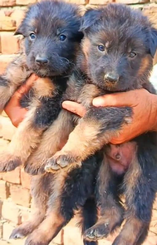 gsd long coat puppies available forsalecontact on WhatsApp 03105395891 2