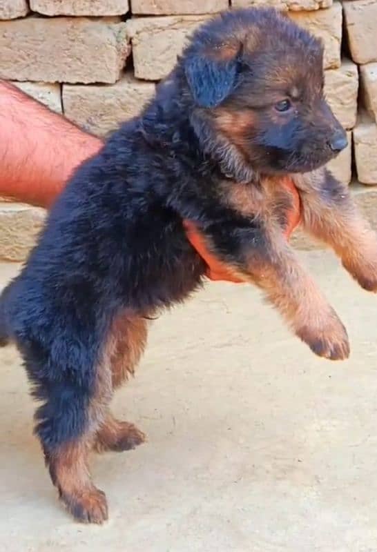 gsd long coat puppies available forsalecontact on WhatsApp 03105395891 3