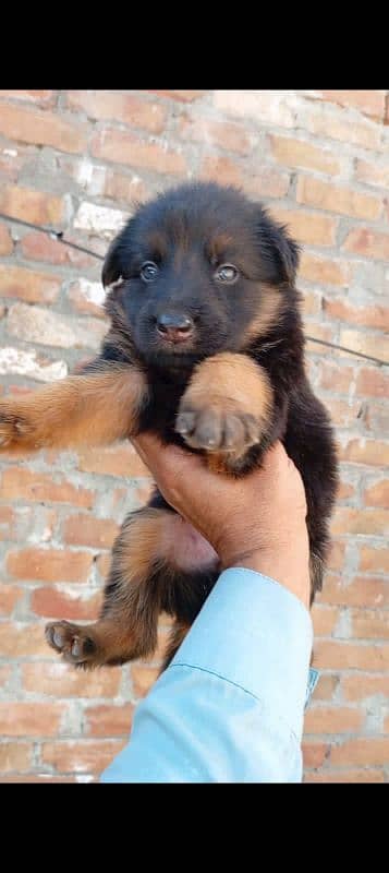 gsd long coat puppies available forsalecontact on WhatsApp 03105395891 4