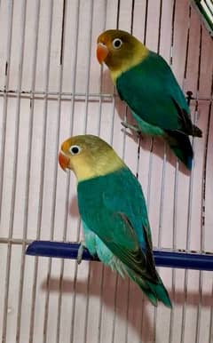 Parblue Split Ino Non DNA Love Bird