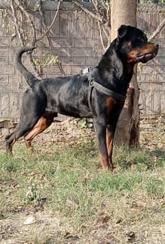 Rottweiler