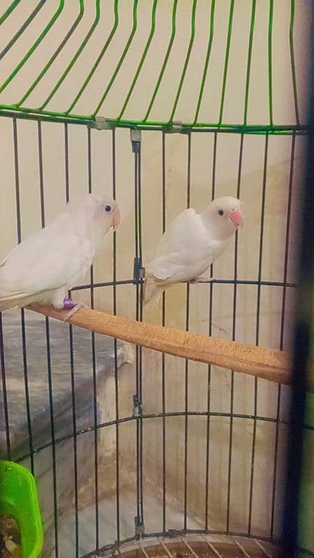 albino split red eye for sale 3