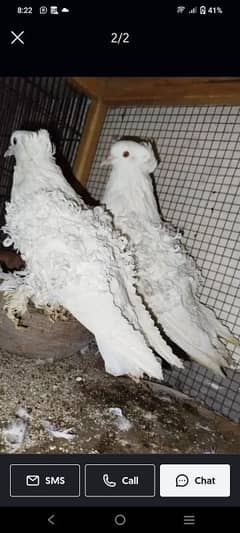 Frill back pigeon