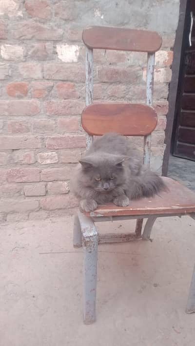 handsome  male  gray cat for sale 1.5 year old