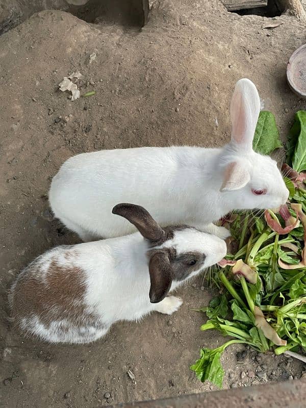 rabbits male female 1