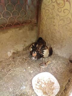 mascovy duck for sale