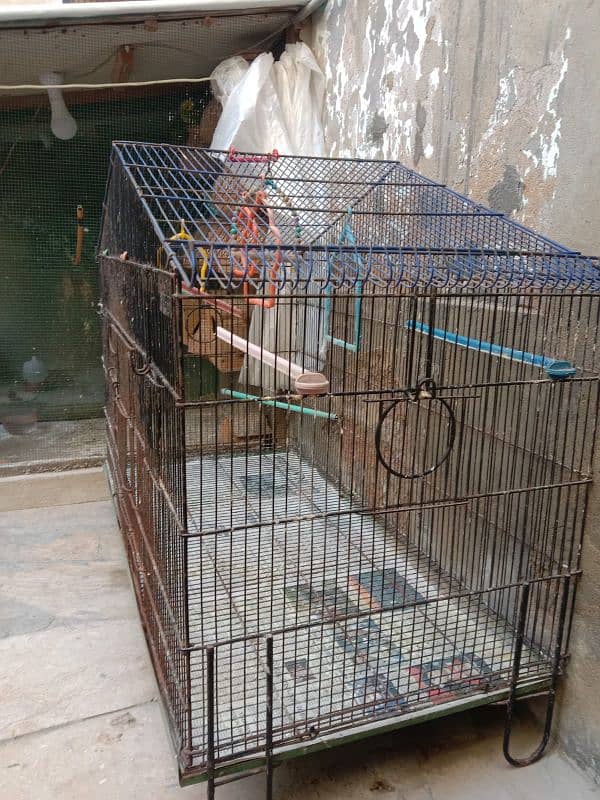 Birds cage 1