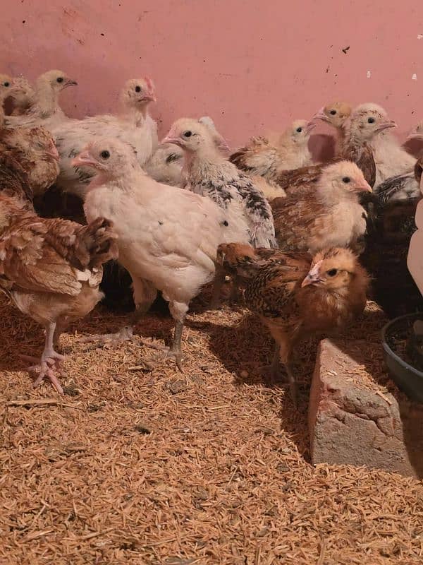 golden misri chicks | desi chicks| ducks chicks |murgian |eggs lay Hen 2