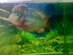 flowerhorn