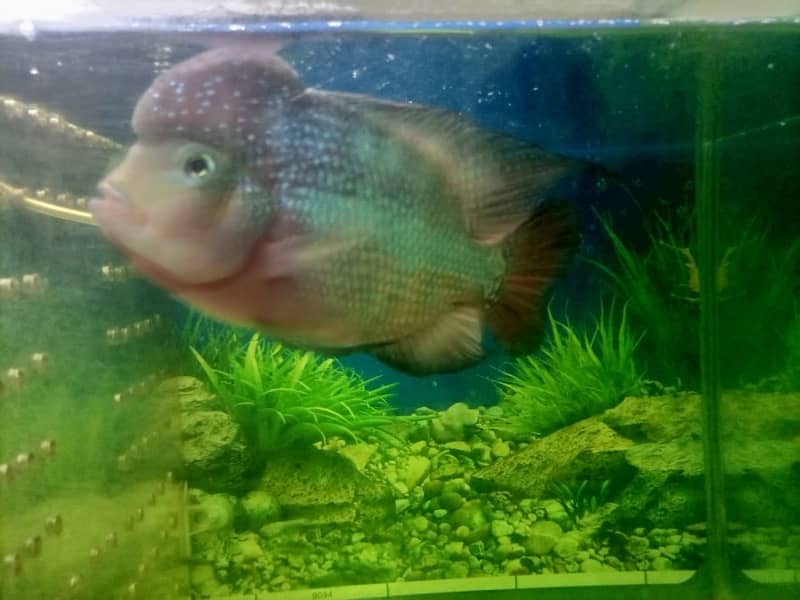 flowerhorn 0