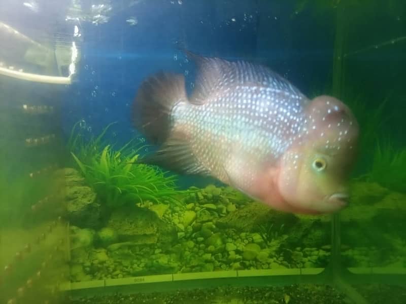 flowerhorn 1