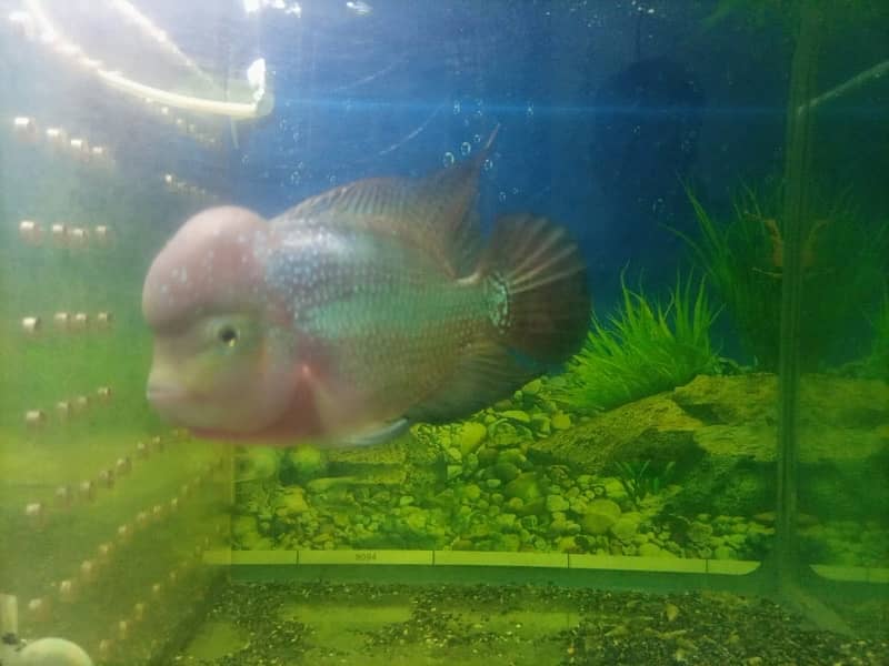 flowerhorn 2