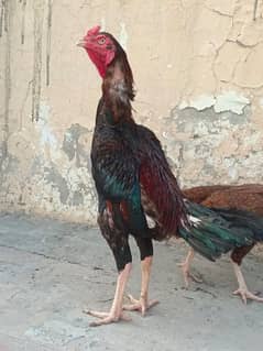 lakha  + importd cross murga urgent for sale