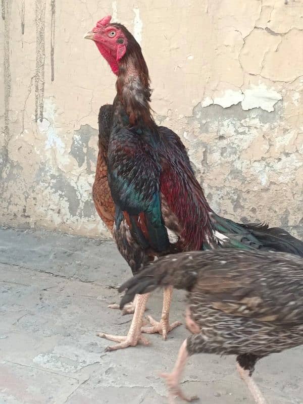 lakha  + importd cross murga urgent for sale 2