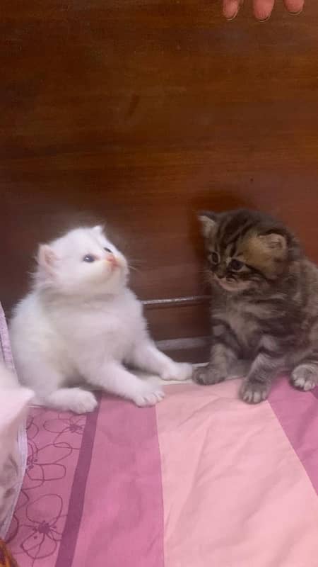 Pure Persian kittens available 1