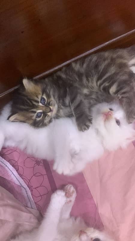 Pure Persian kittens available 2