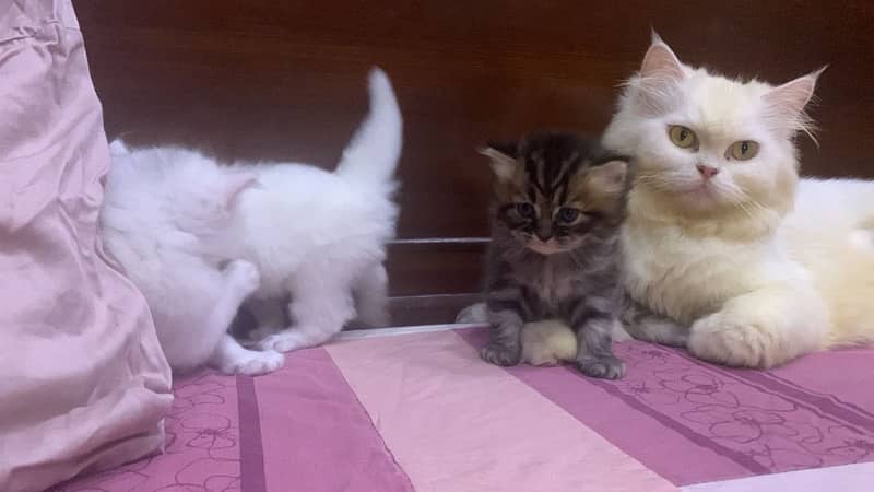 Pure Persian kittens available 3