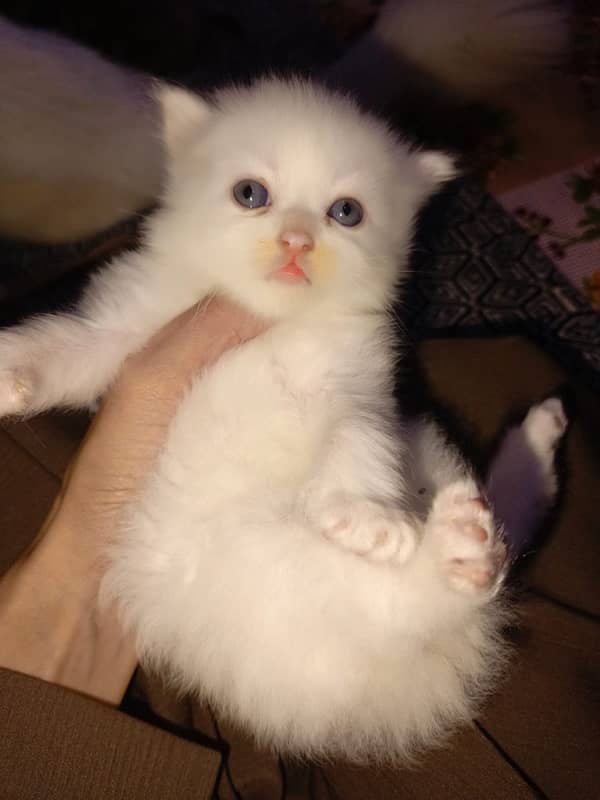 Pure Persian kittens available 4