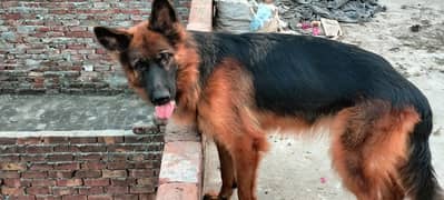 Long coat German shepherd Breeder Female