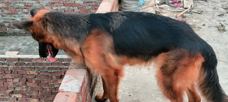 Long coat German shepherd Breeder Female 5