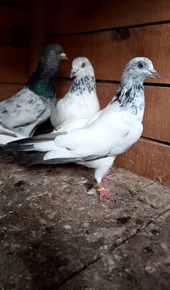 Highflyer Breeder Pigeons