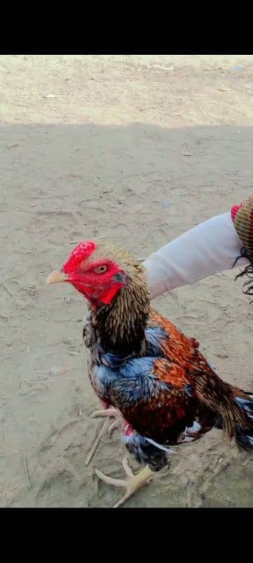 Pure Aseel Heera murgh for sale 0