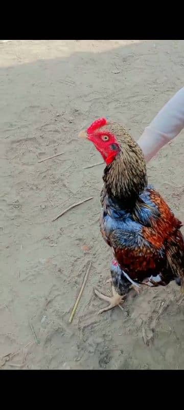 Pure Aseel Heera murgh for sale 1