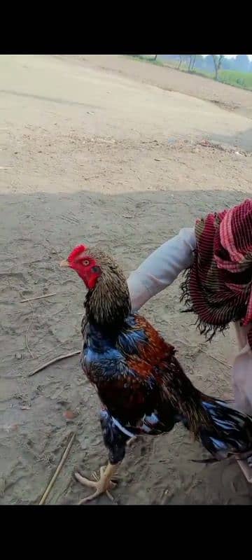 Pure Aseel Heera murgh for sale 2