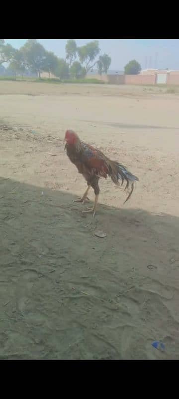 Pure Aseel Heera murgh for sale 3