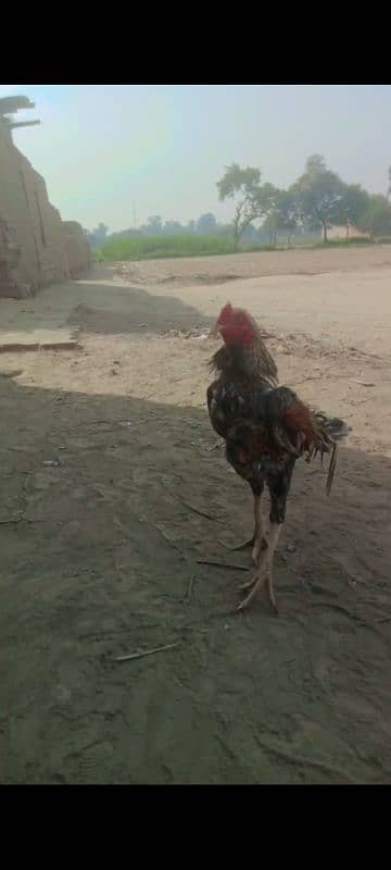 Pure Aseel Heera murgh for sale 4