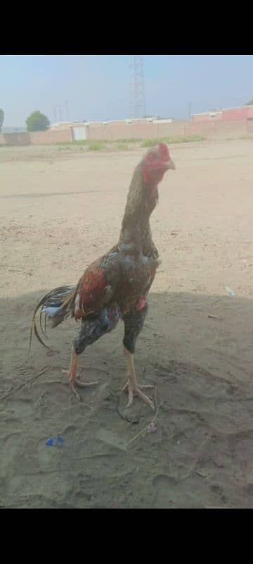 Pure Aseel Heera murgh for sale 5