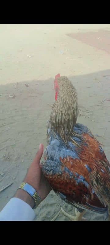 Pure Aseel Heera murgh for sale 6