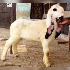 kajla mundra chatra or tedda bakra laine k liye rabta kry