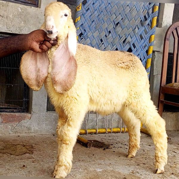 kajla mundra chatra or tedda bakra laine k liye rabta kry 3