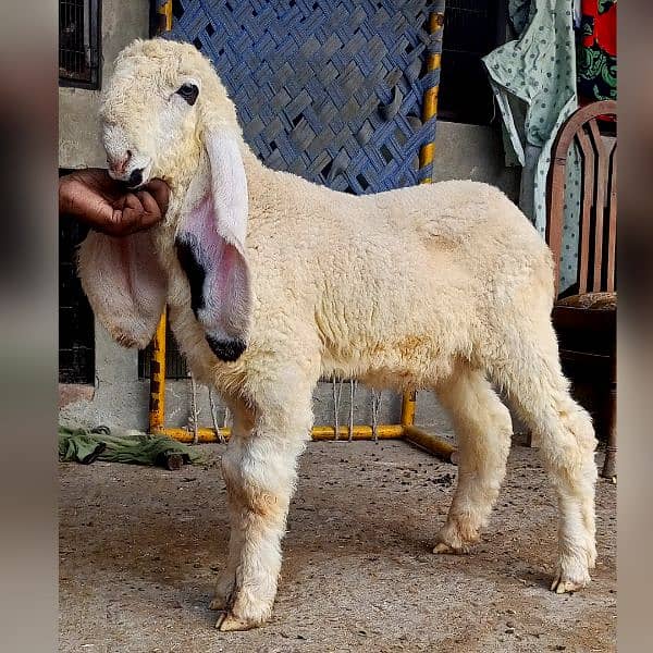 kajla mundra chatra or tedda bakra laine k liye rabta kry 5