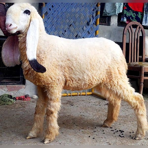 kajla mundra chatra or tedda bakra laine k liye rabta kry 6